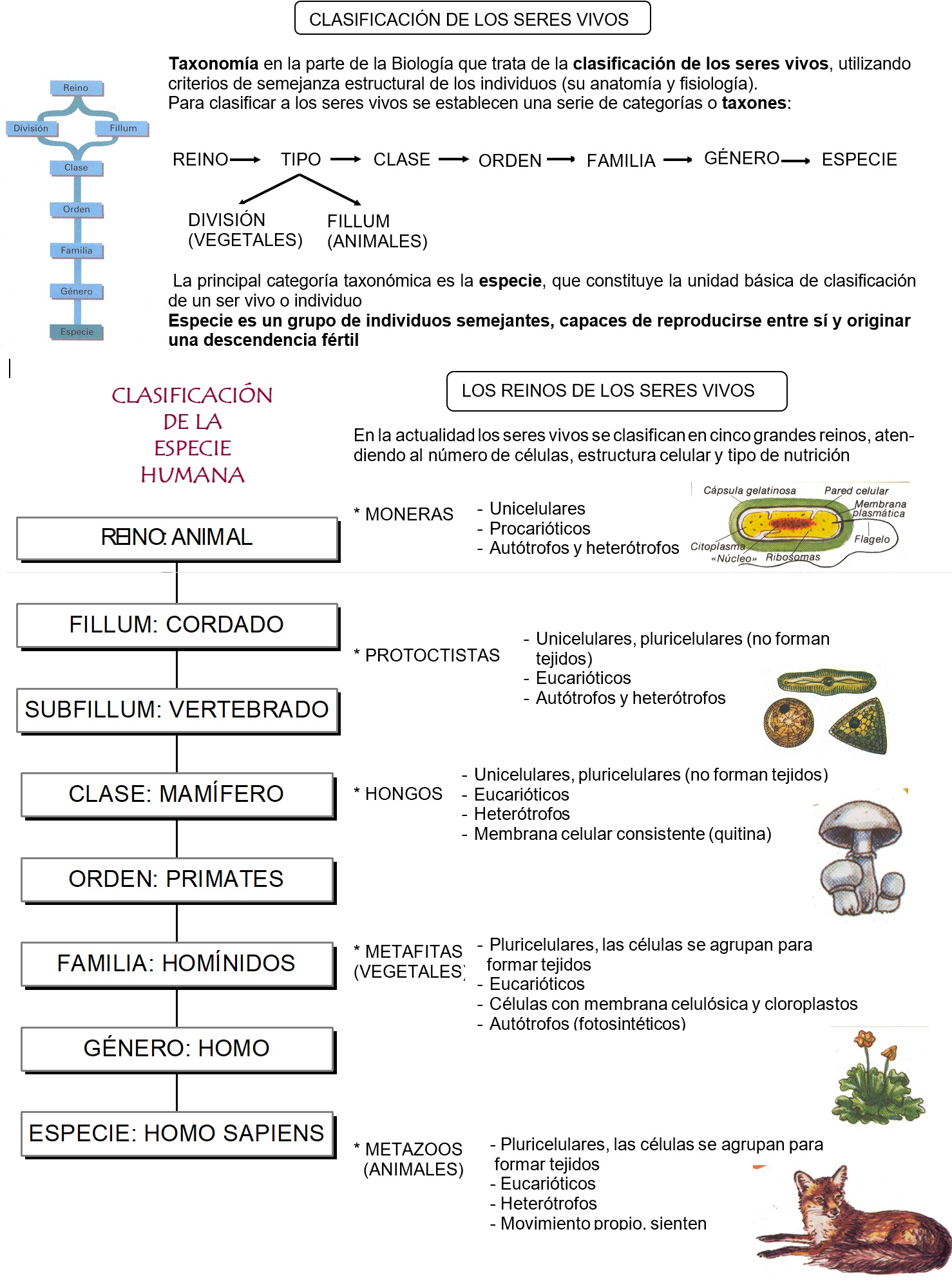 TEMA 15: CLASIFICACIÓN DE LOS SERES VIVOS – EL BLOG DE EDUARDOSBERRIO