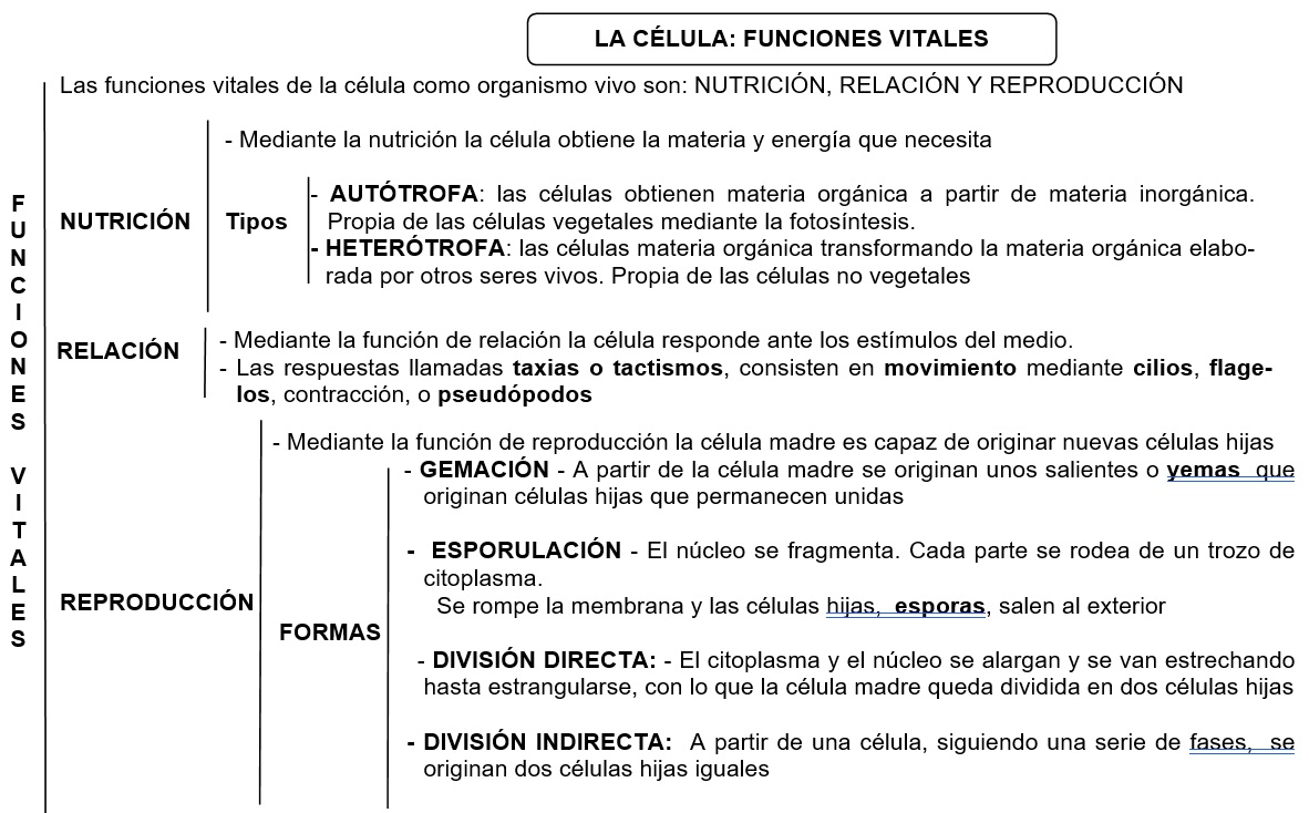 TEMA 14: LA CÉLULA.-ESTRUCTURA Y FUNCIONES VITALES – EL BLOG DE